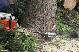 Professional Tree Care in Fort Carson, CO