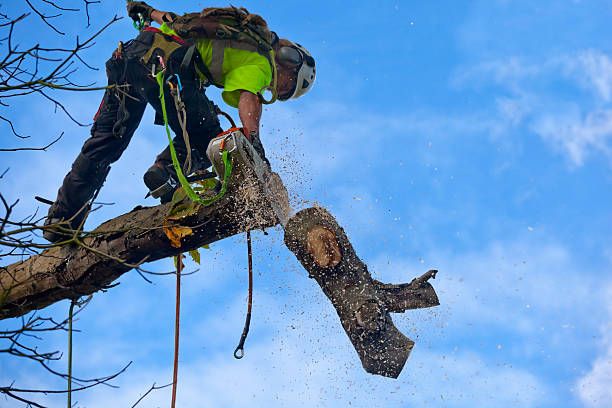 How Our Tree Care Process Works  in  Fort Carson, CO